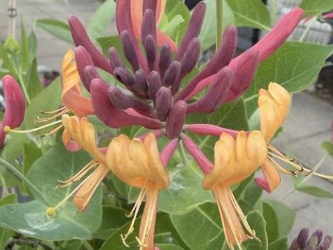 Lonicera heckrottii  'American Beauty'