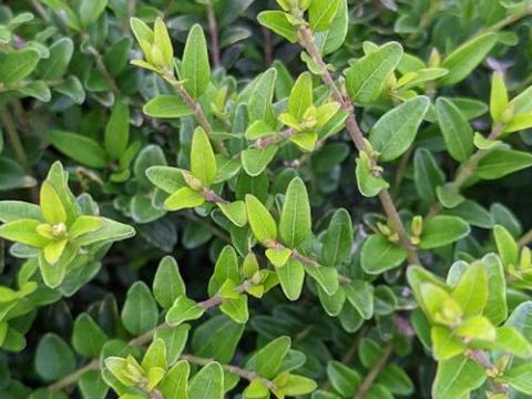 Lonicera nitida 'Maigrun'