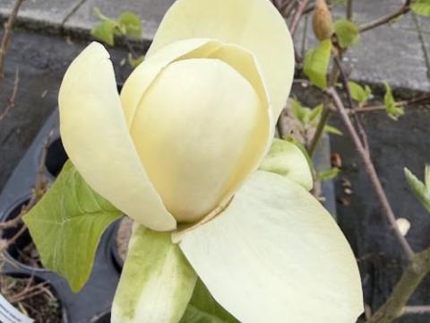 Magnolia 'Honey Tulip'