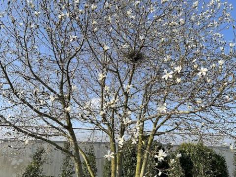 Magnolia kobus