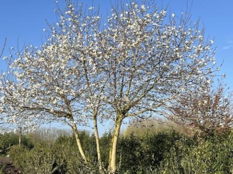 Magnolia kobus