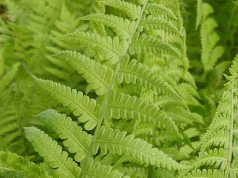 Matteuccia struthiopteris