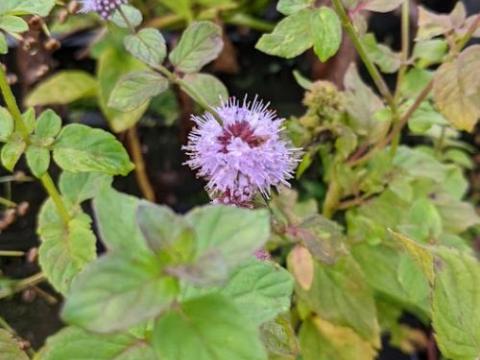 Mentha aquatica