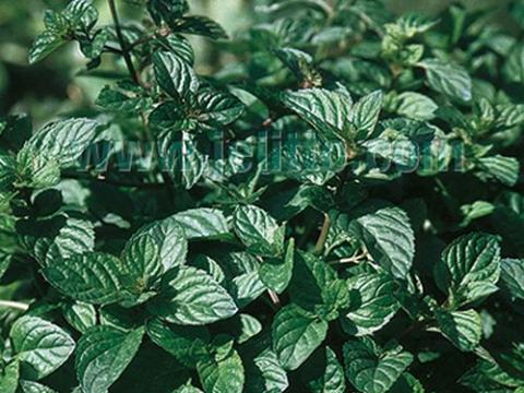 Mentha piperita PEPERMUNT