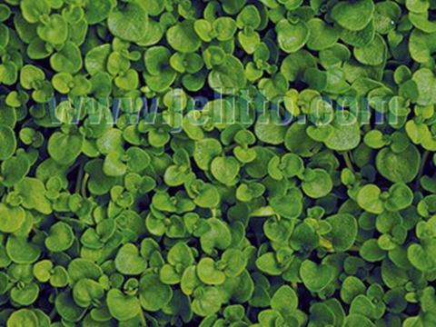 Mentha requienii