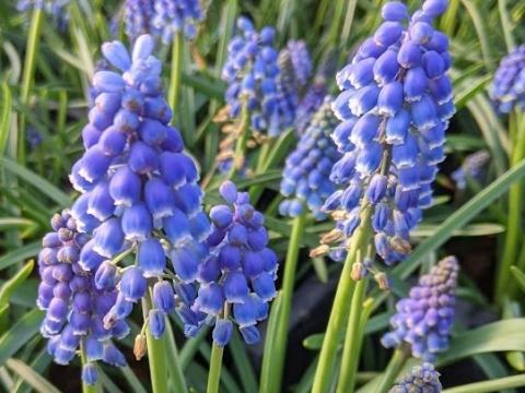 Muscari armeniacum