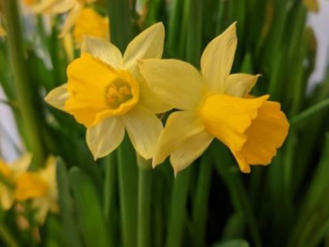 Narcissus 'Tète a Tète' (cyclamineus)