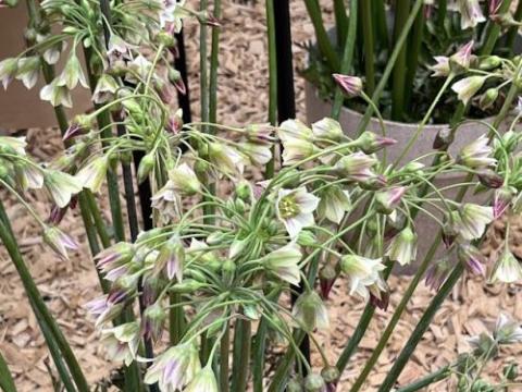 Nectaroscordum sic sbp. bulgaricum (Allium bulgaricum)