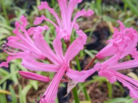 Nerine bowdenii