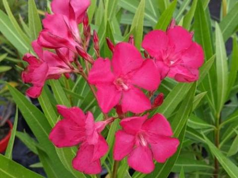Nerium oleander 'Claudia'