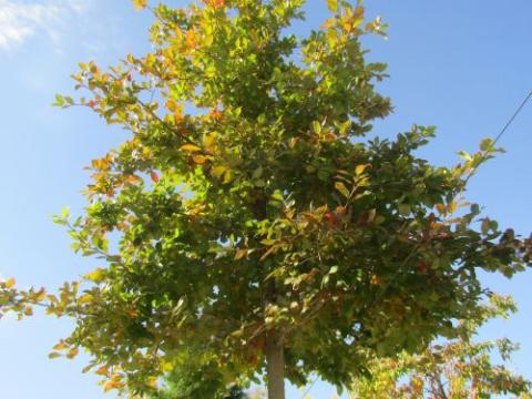 Nyssa sylvatica