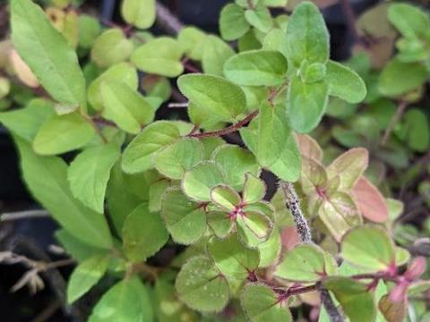 Origanum vulgare