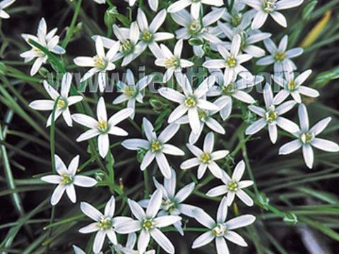 Ornithogallum umbellatum