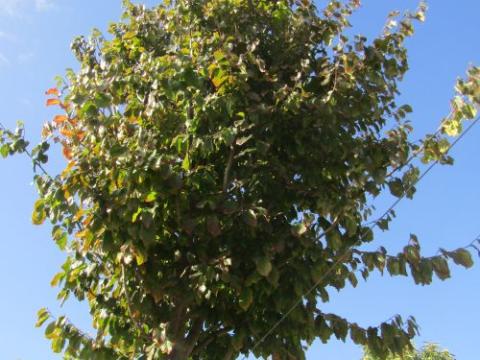 Parrotia persica 'Vanessa'