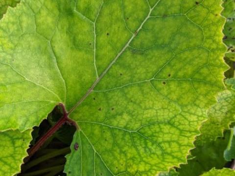 Petasites albus
