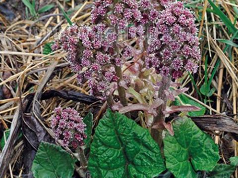 Petasites hybridus
