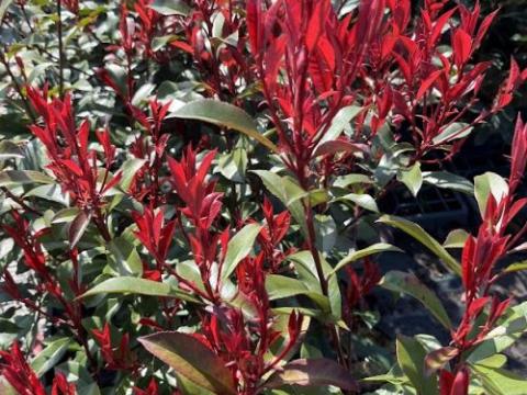 Photinia fraseri 'Carré Rouge' (Mandarino)
