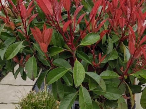 Photinia fraseri 'Red Robin' stam