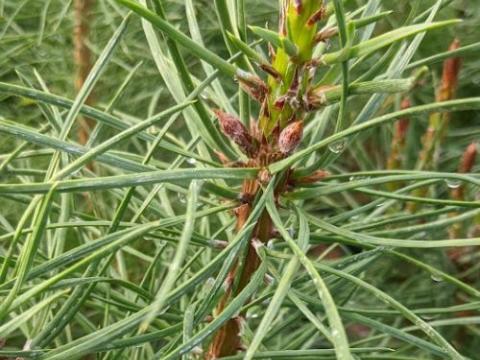 Pinus sylvestris