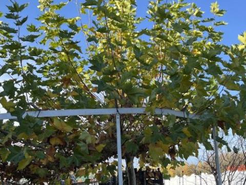 Platanus acerifolia