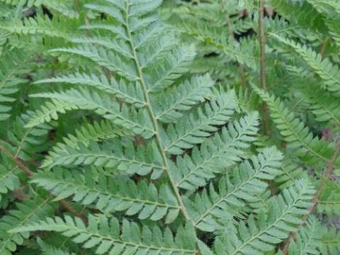 Polystichum braunii