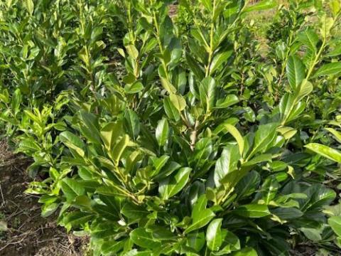 Prunus lau. 'Rotundifolia'