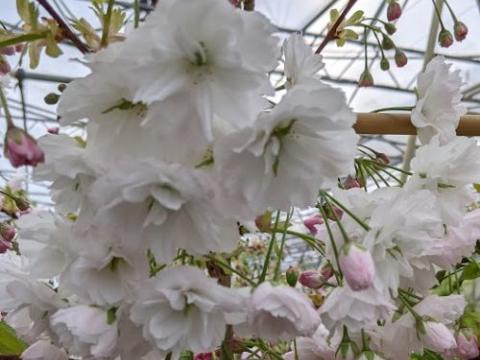 Prunus serrulata 'Shirotae'