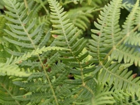 Pteridium aquilinum