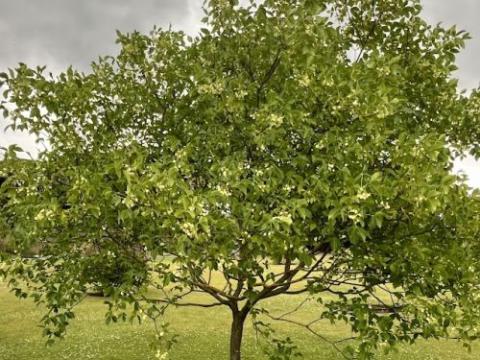 Ptelea trifoliata