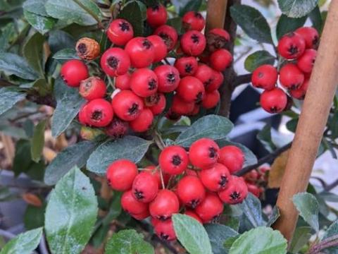 Pyracantha coccinea 'Red Column'