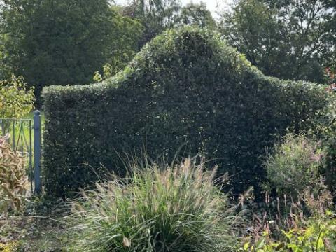 Quercus ilex