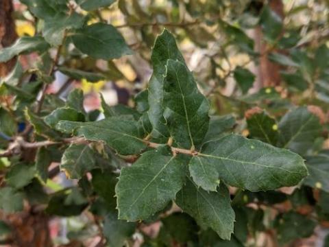 Quercus suber