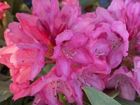 Rhododendron (Yak.) 'Sneezy'