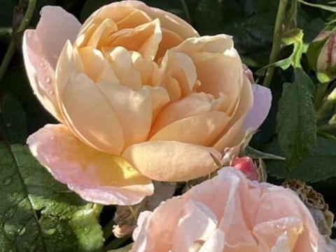 Rosa (Rom)  'Dannahue'®