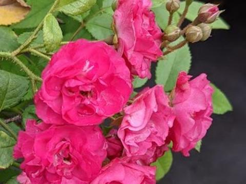 Rosa (H)  'Dinky'®