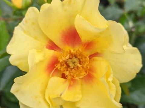 Rosa (Per) 'Eye of the Tiger'