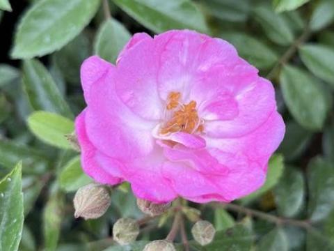 Rosa (H)  'Gaard um Titzebierg'