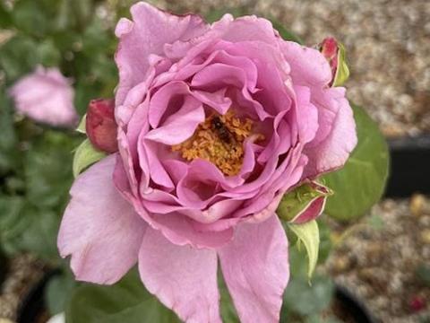 Rosa (Rom)  'Harlow Carr'®