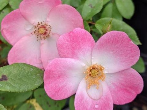 Rosa (H)  'Rush'