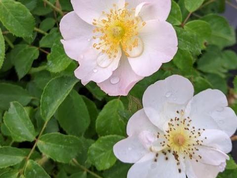 Rosa (H)  'Smarty'