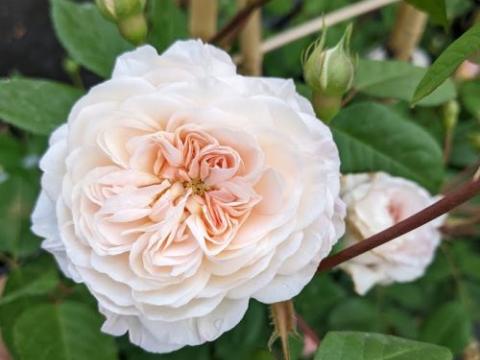 Rosa (klimroos)  'The Albrighton Rambler'