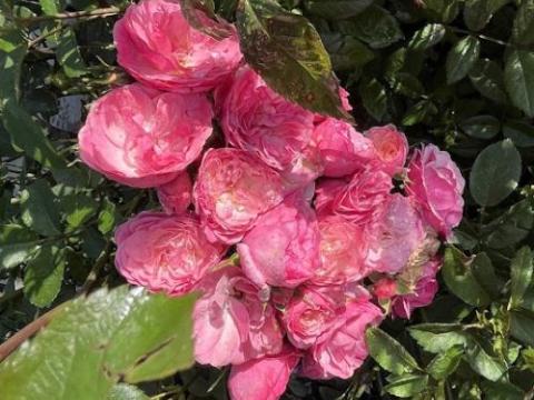 Rosa (H)  'Walferdange'