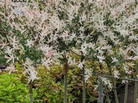 Salix integra 'Hakuro Nishiki'