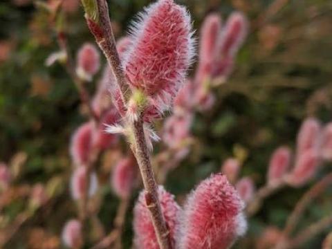 Salix gracilistyla 'Mount Aso'