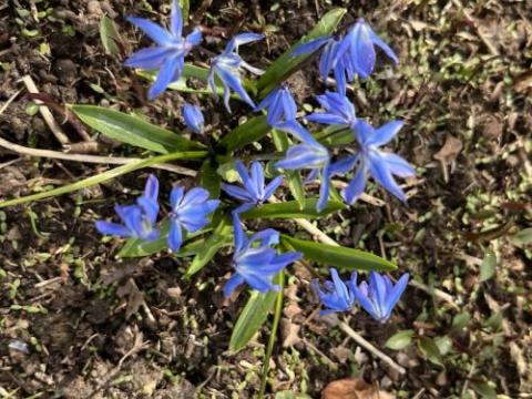 Scilla sibirica