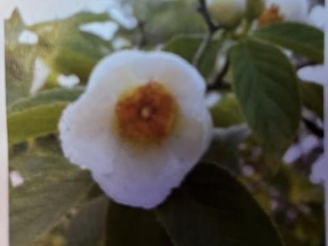 Stewartia pseudocamellia