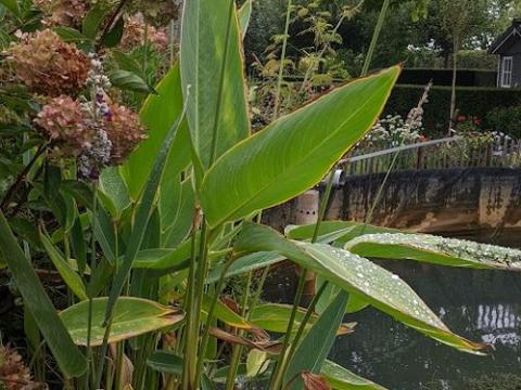 Thalia dealbata