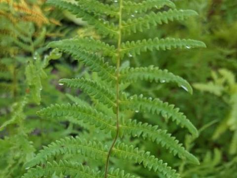 Thelypteris palustris