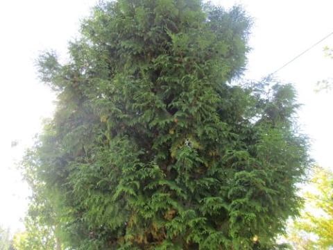 Thuja plicata 'Atrovirens'