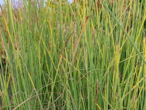Typha minima
